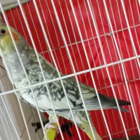 عروس هلندی|پرنده|مشهد, شهید قربانی|دیوار