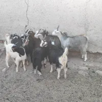 فروش بز غاله چاق وخوشگل|حیوانات مزرعه|جوادآباد, |دیوار