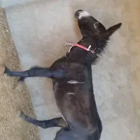 خر الاغ|حیوانات مزرعه|برخوار, |دیوار