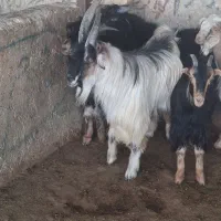 کهره چپیش درجه یک