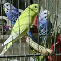 مرغ عشق جفت مولد