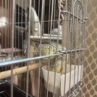 عروس هلندی|پرنده|کرج, شهرک بنفشه|دیوار