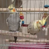 یک جفت عروس هلندی