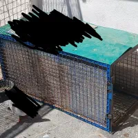 قفس معاوضه با کفتر و جفتگاه