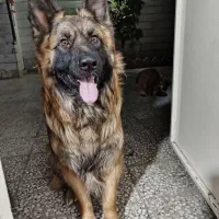 گم شدن سگ ژرمن نر|سگ|ری, علایین|دیوار