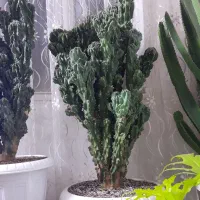 تعدادی گل آپارتمانی به علت کمبود جا به فروش میرسد|گل و گیاه طبیعی|شهریار, کهنز|دیوار