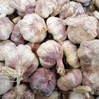 سیر زنجان وهمدان|خوردنی و آشامیدنی|شیراز, شهرک نیروی انتظامی|دیوار