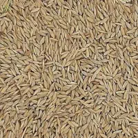 جو دیم امسال