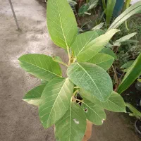 گل فیکوس آلتیسما|گل و گیاه طبیعی|مشهد, خرم آباد|دیوار