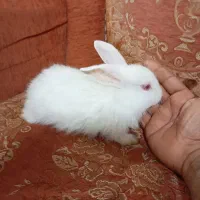 بچه خرگوش|موش و خرگوش|بم, |دیوار