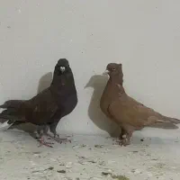 کبوتر پرنده|پرنده|شیراز, فرهنگیان|دیوار