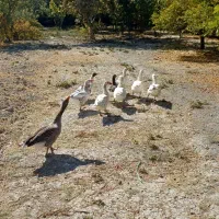 غاز محلی ارگانیک|حیوانات مزرعه|شیراز, کرونی(خاتونک)|دیوار