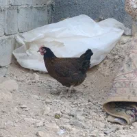 فروش و معاوضه مرغ جهادی کپ شوباغاز|حیوانات مزرعه|اصفهان, محمودآباد|دیوار