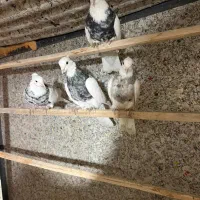 کبوتر|پرنده|تهران, مینابی|دیوار