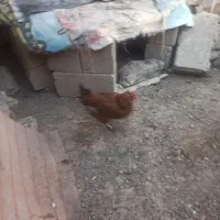 مرغ کرک