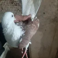 تعدادی کبوتر زور دار