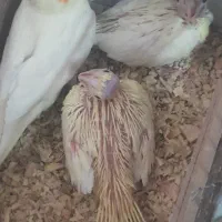 تعدادی عروس هلندی|پرنده|اصفهان, شاهد|دیوار