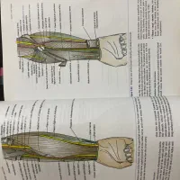 آناتومی اسنل پزشکی ویرایش ۱۰|کتاب و مجله آموزشی|رشت, منظریه|دیوار