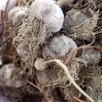 سیر محلی بذری