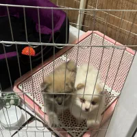 توله پامر عروسکی و روباهی