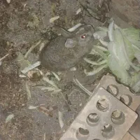 خرگوش نر|موش و خرگوش|گنبد کاووس, |دیوار