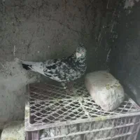 پرند