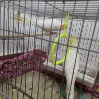 عروس هلندی مولد به تضمین