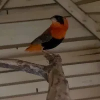 سهره،قناری،فنچ،آکواریوم،طوطی فلاور