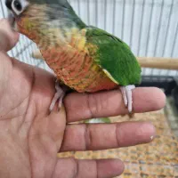 طوطی گرینچیگ طوطی برزیلی|پرنده|قرچک, زیبا شهر|دیوار