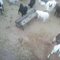 تعدادی بز و بزقاله سانن ودورگ سانن ومیش بره|حیوانات مزرعه|بیرجند, |دیوار