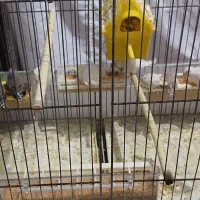 تعدادی فنچ به فروش میرسد