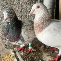 کبوتر سار
