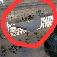 تهرانی کله دمدار گم شده