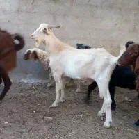 نربز و زولک