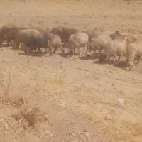 40راس میش آبستن داشتی(گوسفند)|حیوانات مزرعه|شیراز, تپه تلویزیون|دیوار