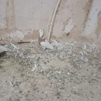 طوقی|پرنده|قروه, |دیوار