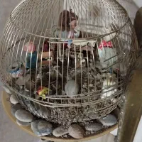 دکوری و تزیینی|لوازم جانبی حیوانات|پاکدشت, پاکدشت (مامازند)|دیوار