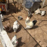 فروش مرغ و خروس برهما اصل