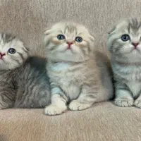 اسکاتیش بلو گلد|گربه|مشهد, هفت تیر (نه دره)|دیوار