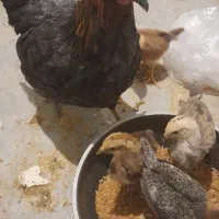 مرغ با 4 تاجوجه رسمی