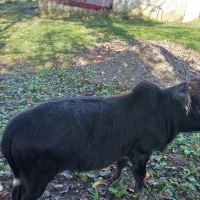 گاو محلی گوساله نر|حیوانات مزرعه|سیاهکل, |دیوار