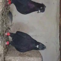 فروشی کفتر بهبهانی|پرنده|کوه چنار, |دیوار