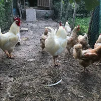 مرغ و خروس نژاد لوهمن