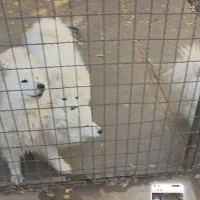 واگزاری سگ نژاد سامویید اصل از نسل وارداتی اصل|سگ|کرج, شهرک سهرابیه|دیوار