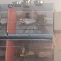 گرینچیک مولد معاوضه با قناری رسمی بلند