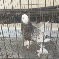 کفتر .کبوتر|پرنده|اصفهان, گورت|دیوار