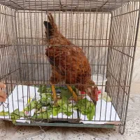 جوجه خروس