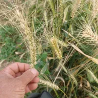 بذر گندم بوجاری شده|عمدهفروشی|قشلاق دشت, |دیوار