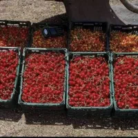 اکیپ چیدن میوه دارم