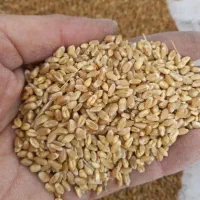 گندم برای دام طیور